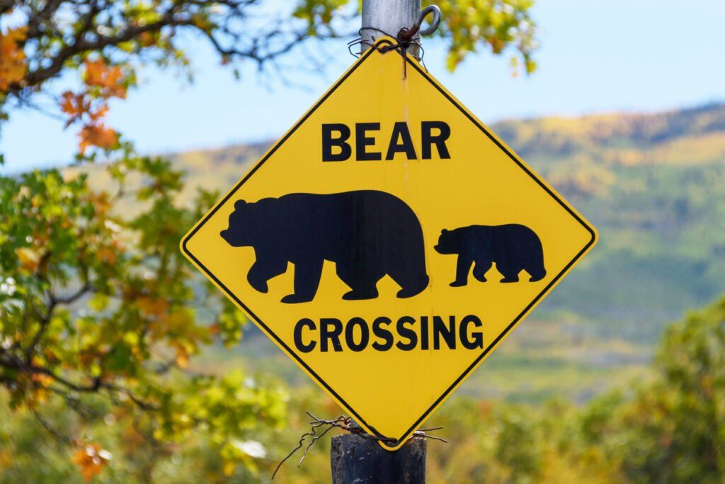 Bear Country USA South Dakota: Caregiver Activity Guide | Trualta